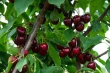 Santina cherries and bacterial canker: protecting Chilean orchards from Pseudomonas syringae