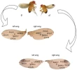 Esposizione a basse dosi di insetticidi su Drosophila suzukii: ci sono effetti subletali e cronici?