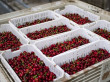 How cold treatment works for shipping cherries to China