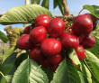 Altes Land (Germany): early harvest but quality cherries thanks to covers