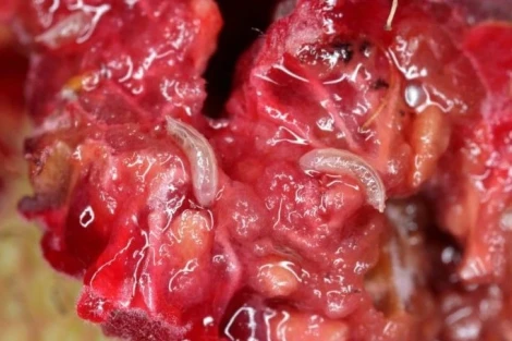 Drosophila suzukii: alta pressione, zone più colpite e rischi crescenti per il ciliegio