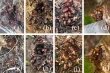 Aerial roots and heavy rains: the cherry tree solution for northern China
