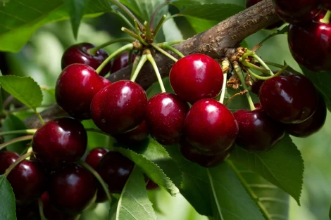 Ciliegie dolci: parte la stagione in Germania, tra primi raccolti e offerta limitata