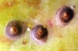 Cocciniglia di San José: una minaccia per la produzione vivaistica anche in ambienti protetti