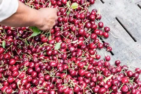 2024 on the upswing for Northwest (USA) cherries: average harvest of the last five seasons exceeded