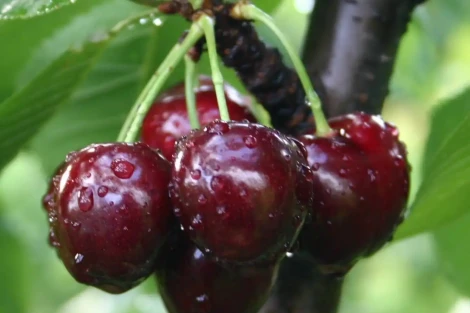 Pitless cherries: Sun World and Pairwise join forces to revolutionize the fruit sector