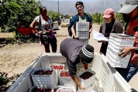 Chile’s cherry export: economic success or loss of national identity?
