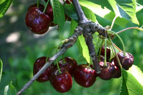 Come prevenire il cracking delle ciliegie in serra e in pieno campo: studio dalla Cina