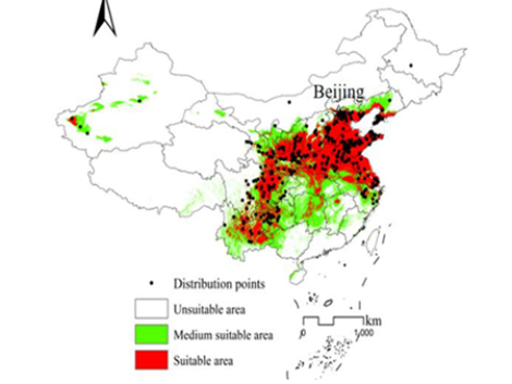 Espansione della coltivazione del ciliegio in Cina: identificare le aree idonee con un modello