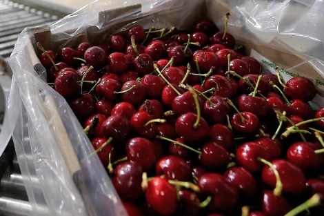 How temperature affects sweet cherry storage and quality: a China–USA research study