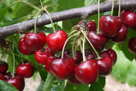 Microbiological fertilization in sustainable cherry production: a study on Azospirillum brasilense
