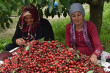 Ottimizzazione della scelta varietale: analisi tecnico-economica in relazione alla percezione del rischio degli agricoltori