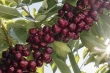 Jealous Fruits forecasts promising 2025 cherry season in Canada