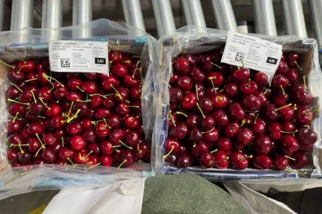 Colchagua beats Ovalle: ultra-early cherries kick off 2025/26 season