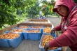 2025 Cherries: Yakima Valley Crop Grows 9% Over Previous Year