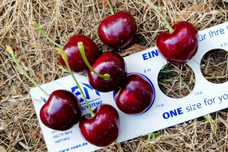 Gibberellins for bigger cherries: optimal GA₃ timing and dosage in Chile