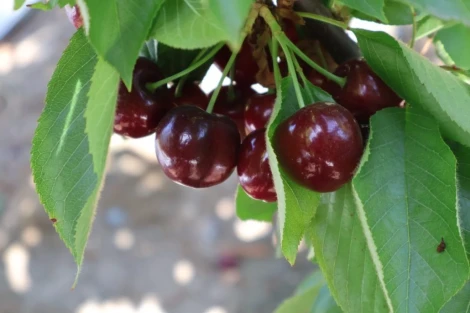 Chilean cherries under pressure: size, costs and market strategies revealed