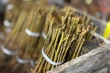 Nuovi portainnesti Mahaleb per il ciliegio dolce: i risultati della ricerca ungherese