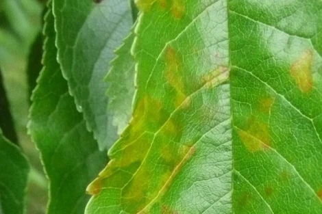 Sustainable cherry defense: MAMPs receptors and carotenoids in Lapins cultivar