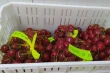 Cherry humidification in Chile: reduced dehydration and better fruit condition