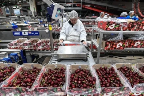 The Chilean model and prospects for cherry growth in Peru