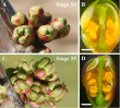 The BBCH Scale of Cherries