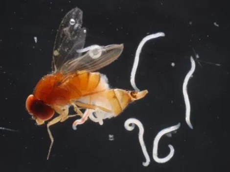 Una sperimentazione dimostra l'efficacia dei nematodi entomopatogeni contro la Drosophila suzukii in laboratorio