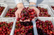 Intellectual property challenges in the export of cherries to China
