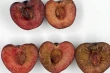 Improving Regina cherries’ quality and shelf life for export to China