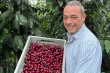 Kent cherries enjoy record season thanks to climate and innovation
