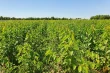 Sweet cherry in Volgograd: irrigation and nutrition for stronger seedlings