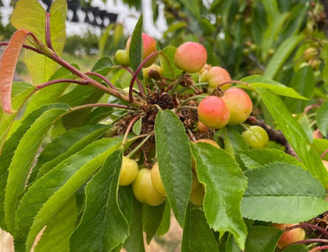 Mosca della frutta e alti volumi: queste le sfide del Cile per la campagna 2024-25