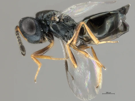 Taking a look at local parasitoids that kill Drosophila suzukii in the Southeast USA