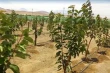 Peruvian cherries aim for China: trials begin across six Andean regions