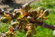 Cherry trees: using dormancy breakers for uniform budburst