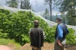 A natural cherry orchard in the Himalayas: a veteran's ethical choice