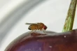 Cile: assicurazione gratuita contro Mosca della Frutta e rischi climatici per i frutteti