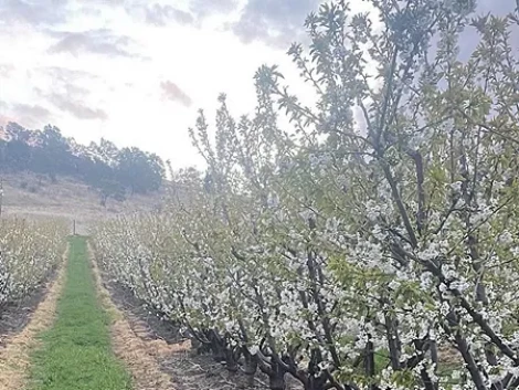 Le ciliegie di Somercotes (Tasmania) pronte per una stagione promettente