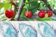 Climate change impact on Chilean cherry trees: heat and drought stress