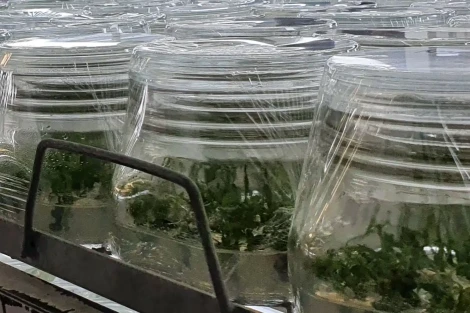 Micropropagazione del ciliegio selvatico: nuovi inibitori CKX per la crescita in vitro