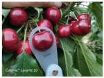 Catania, una nuova promettente varietà di ciliegio