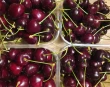 The use of modified atmosphere for sweet cherry preservation