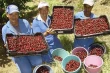 China opens to South Africa: green light for stonefruit, cherries and blueberries next