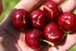 Ciliegie: mercato in crescita tra cracking, instabilità climatica e soluzioni innovative