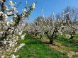 Improving the quality of self-fertile “Sweet Heart” cherries through blossom thinning