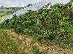 Nonostante una situazione difficile, cresce l'interesse per il ciliegio in Romagna