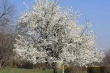 Prunus avium: the sweet cherry tree standing the test of time and climate