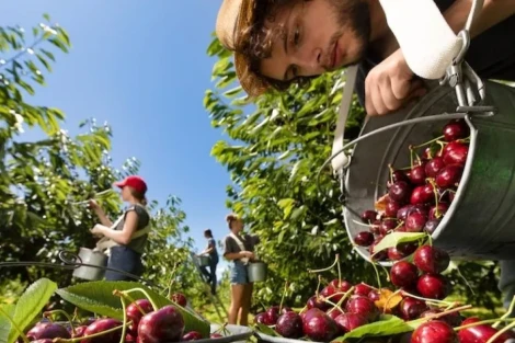 British Columbia cherries: 2025 season promises quality and passion
