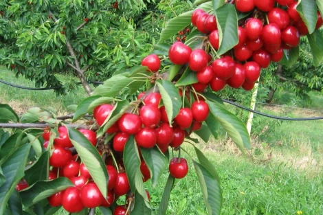 L’influenza del portinnesto sulla produzione ed il valore nutrizionale delle ciliegie: un caso studio sulla cv. “Grace Star” dalla Serbia