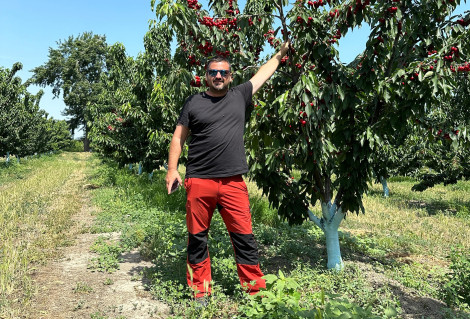 Le serre di Finca Albalate offrono condizioni ottimali per la promozione della coltivazione del ciliegio